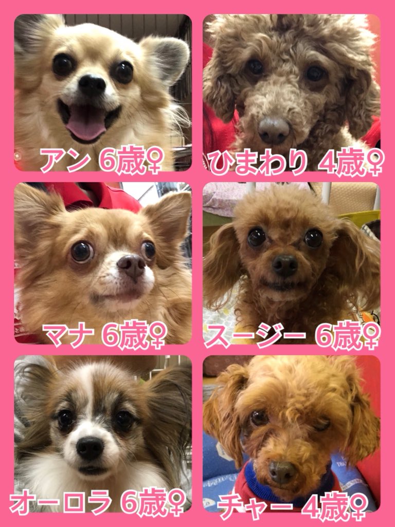 🐾今日の里親様募集中ワンコ🐶メンバーです🐾2020,1,17